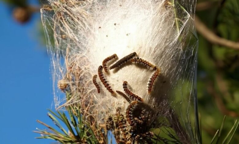 Surge in Dangerous Dog Incidents in Alicante Due to Caterpillar Invasion