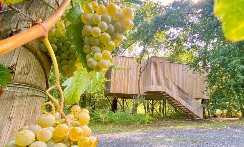 Glamping in the Heart of Galicia Luxury Among Vineyards and Forests