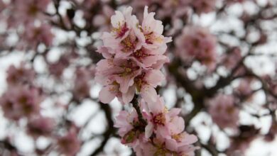 Где увидеть цветение миндаля в Мадриде: неожиданные локации и лучшие дни RUSSPAIN.COM