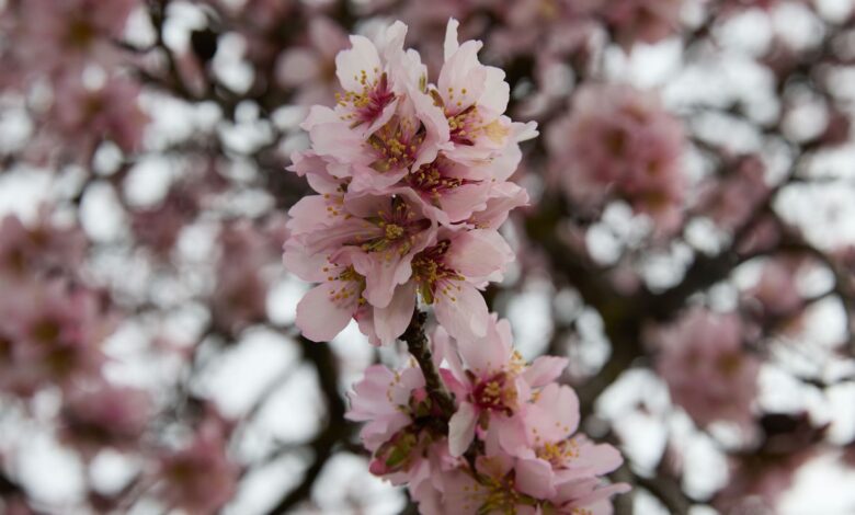 Где увидеть цветение миндаля в Мадриде: неожиданные локации и лучшие дни