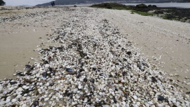 Гибель моллюсков в Галисии: рекордные ливни уничтожили улов и доходы RUSSPAIN.COM