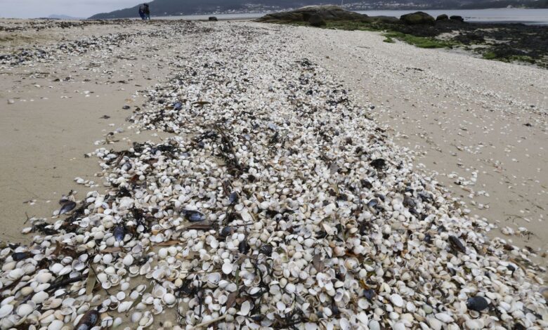 Shellfish Die-Off in Galicia as Record Rainfall Destroys Catch and Income