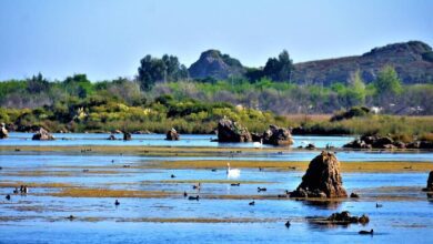 В Кантабрии найден уникальный природный заповедник для наблюдения за птицами RUSSPAIN.COM
