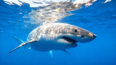 Редкий белый акула замечен у берегов Испании: ученые фиксируют тревожный сигнал RUSSPAIN.COM
