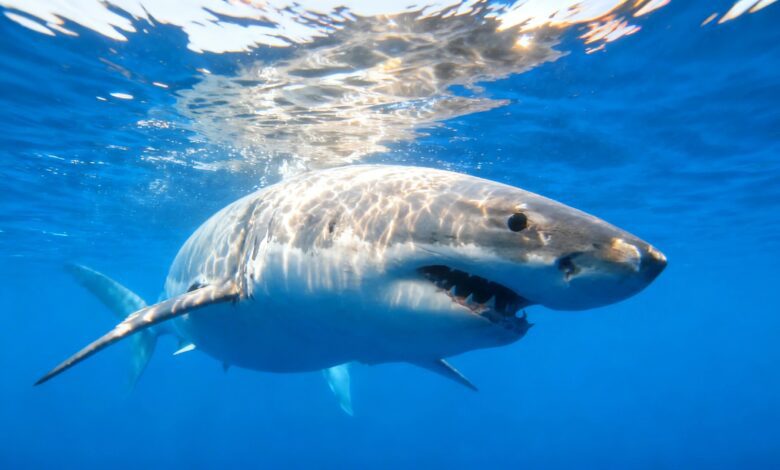 Rare Great White Shark Spotted Off Spanish Coast Raises Alarming Signals Among Scientists