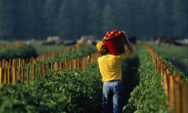 Pistacho de Urgell la ruptura con el gigante cambia los ingresos de los agricultores