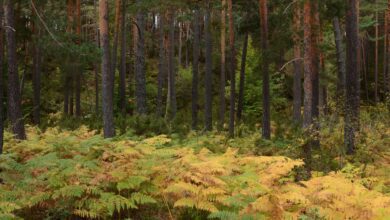 Самая короткая горнолыжная трасса Испании: почему сюда едут даже опытные лыжники