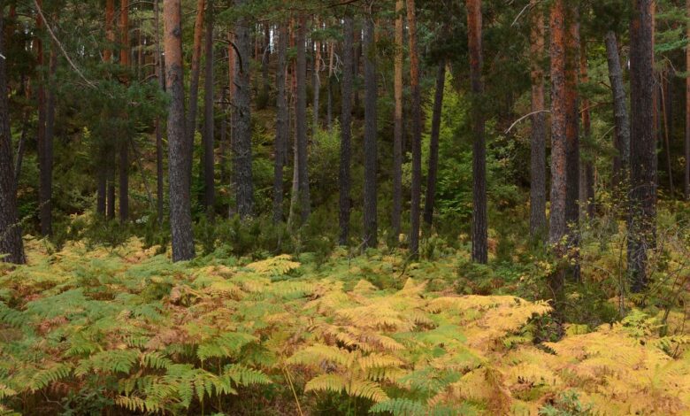 Spain’s Shortest Ski Run: Why Even Experienced Skiers Flock Here