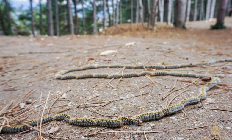 Мэрия Мадрида борется с вредителями и спасает людей и собак