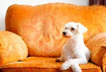 Суд в Галисии подтвердил право жильцов запретить домашних животных в доме RUSSPAIN.COM