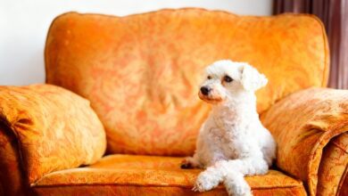 Суд в Галисии подтвердил право жильцов запретить домашних животных в доме RUSSPAIN.COM