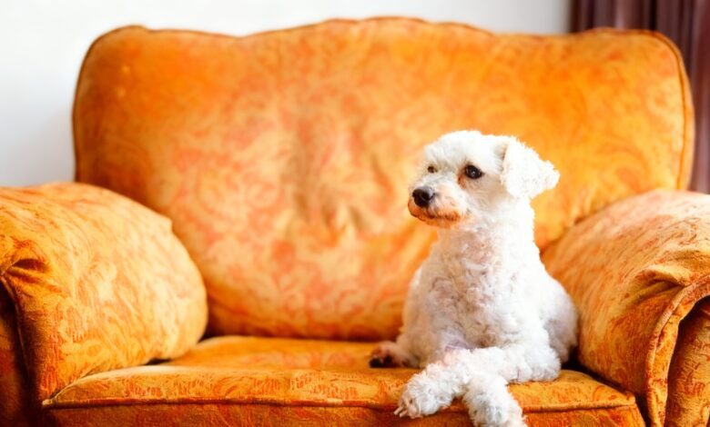 Суд в Галисии подтвердил право жильцов запретить домашних животных в доме