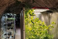 Мины в Астурии превращают в подземные фермы для выращивания деликатесов
