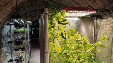 Мины в Астурии превращают в подземные фермы для выращивания деликатесов RUSSPAIN.COM