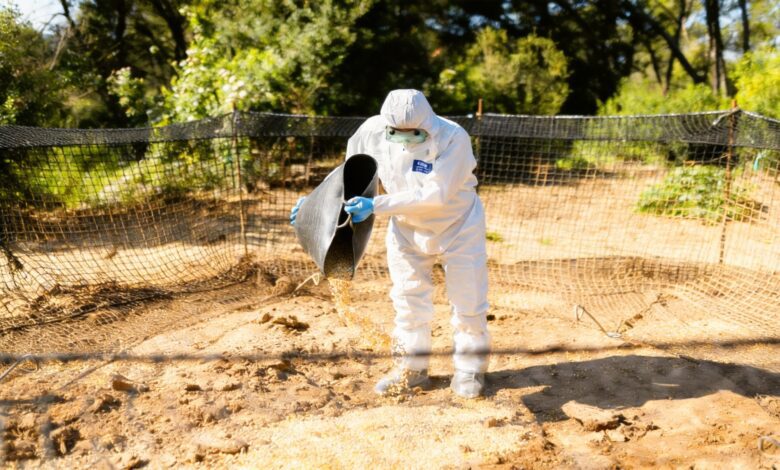 12,000 Boars at Risk How Collserola Is Being Cleared of Wild Animals