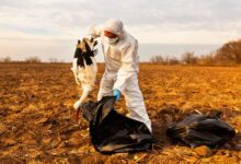 Более тысячи птиц погибли от птичьего гриппа на Мансанаресе: детали кризиса RUSSPAIN.COM