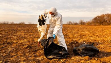 Более тысячи птиц погибли от птичьего гриппа на Мансанаресе: детали кризиса RUSSPAIN.COM