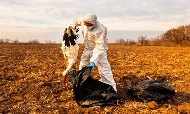 Более тысячи птиц погибли от птичьего гриппа на Мансанаресе: детали кризиса