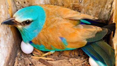 151 птенец и 44 пары: редкая птица укрепляет позиции в Каталонии RUSSPAIN.COM