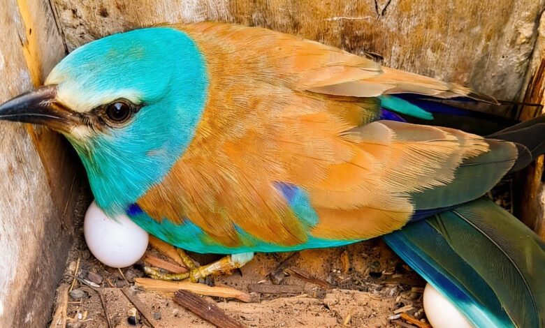 151 птенец и 44 пары: редкая птица укрепляет позиции в Каталонии