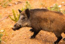 Вспышка африканской чумы свиней в Барселоне: ограничения могут затянуться на годы RUSSPAIN.COM