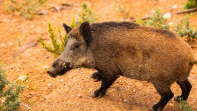 Вспышка африканской чумы свиней в Барселоне: ограничения могут затянуться на годы RUSSPAIN.COM