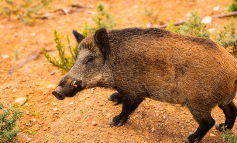 Сколько времени потребуется для снятия запретов в Каталонии: ограничения могут затянуться на годы
