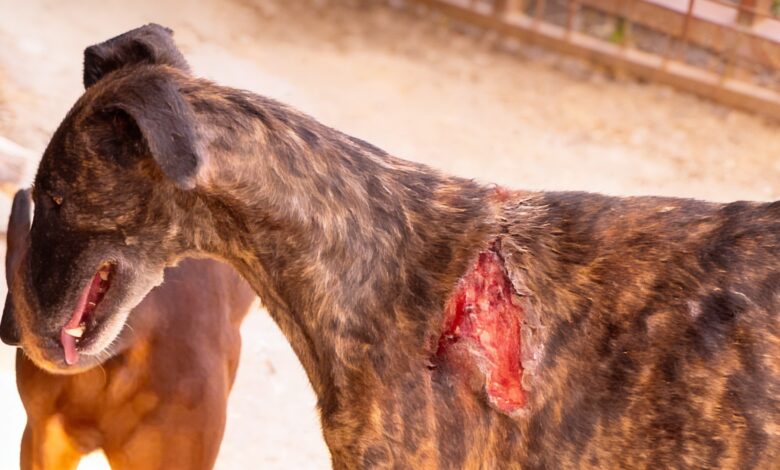 Запрет нарушен: фигурант дела о жестоком обращении с животными вновь среди животных