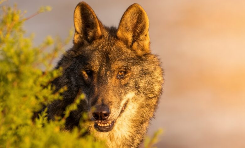 Desaparecen 20 millones de euros destinados a agricultores y acaban en coches eléctricos