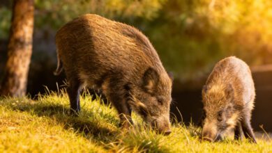 Власти Каталонии планируют массовое истребление кабанов из-за угрозы эпидемии RUSSPAIN.COM