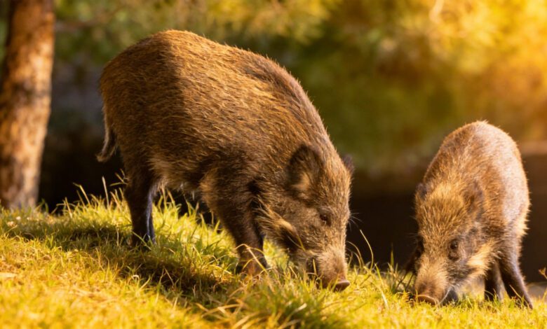 Власти Каталонии планируют массовое истребление кабанов из-за угрозы эпидемии