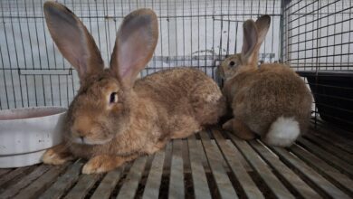 В монастыре Толедо спасают исчезающий вид: 36 гигантских кроликов и 30 лет работы RUSSPAIN.COM