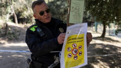 Экстренные меры в Барселоне: массовое уничтожение диких животных из-за вируса RUSSPAIN.COM