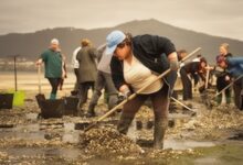 Миллионные потери: штормы уничтожили урожай моллюсков в Галисии