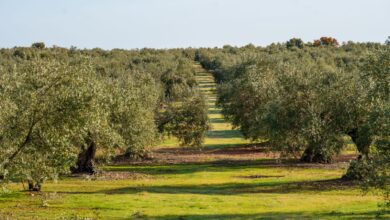 В Кордове ожидают скачок цен на оливковое масло из-за провального урожая RUSSPAIN.COM