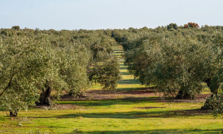 В Кордове ожидают скачок цен на оливковое масло из-за провального урожая