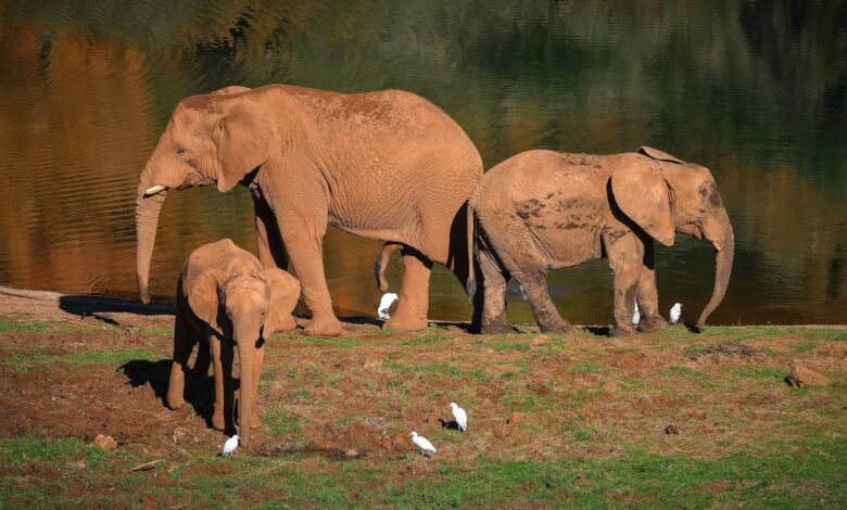 Cabárceno Spends 8,200 Euros on Dog to Protect Park Vehicles