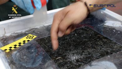 Масштабная операция в Гипускоа: полиция блокирует нелегальный рынок ангул RUSSPAIN.COM