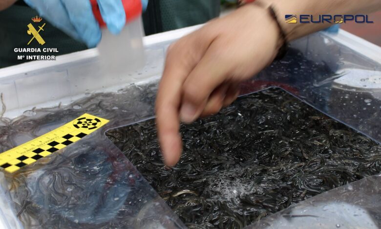 Масштабная операция в Гипускоа: полиция блокирует нелегальный рынок ангул