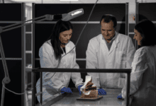 Испанские ученые раскрыли, как коронавирусы меняют работу клеток