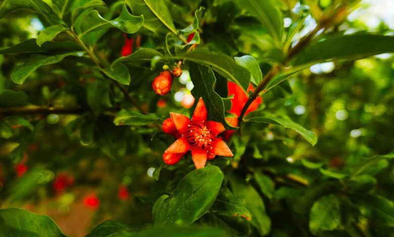 Pomegranate for Urban Courtyards Harvest Without Risk to Tiles or Foundations