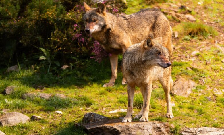 Authorities, Farmers and Environmentalists Debate the Future of the Wolf in Castilla-La Mancha