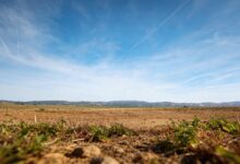 Власти не восстанавливают крупнейший испанский водно-болотный комплекс после рекордных дождей RUSSPAIN.COM