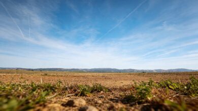 Власти не восстанавливают крупнейший испанский водно-болотный комплекс после рекордных дождей RUSSPAIN.COM