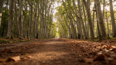 Каталония удивила: самый высокий дерево региона — платан высотой 54