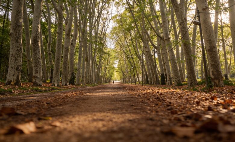 Catalonia surprises with its tallest tree a 54.55 meter-high plane tree
