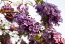 Весенний цвет Барселоны связан с редким деревом