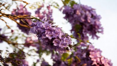 Почему 5 631 дерево из Аргентины изменили весенний облик Барселоны RUSSPAIN.COM