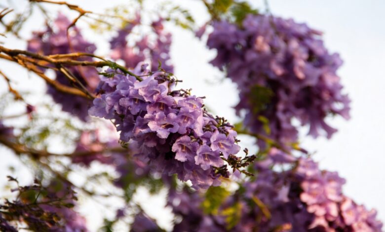 Весенний цвет Барселоны связан с редким деревом