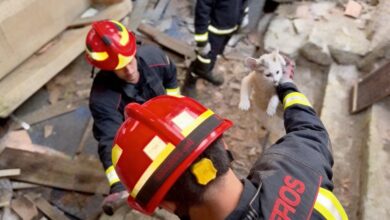 Два необычных спасения: в Мадриде освободили корзо и кота за сутки RUSSPAIN.COM